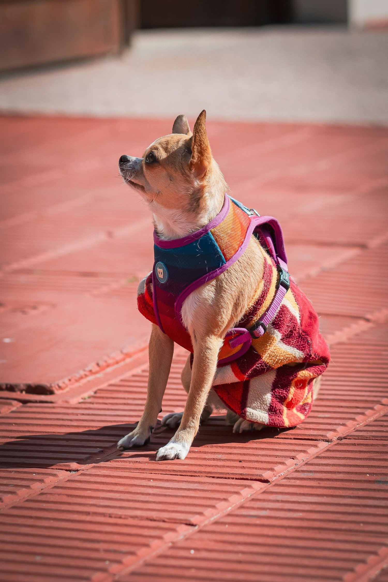 Pet Clothing